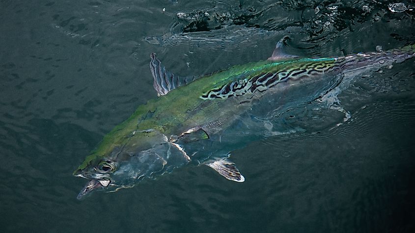 A top view of green and gray Little tunny fish swimming in the water near the surface