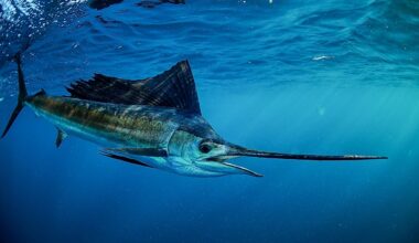 The Fastest Animals In The Sea