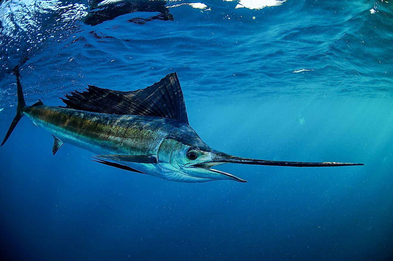 The Fastest Animals In The Sea