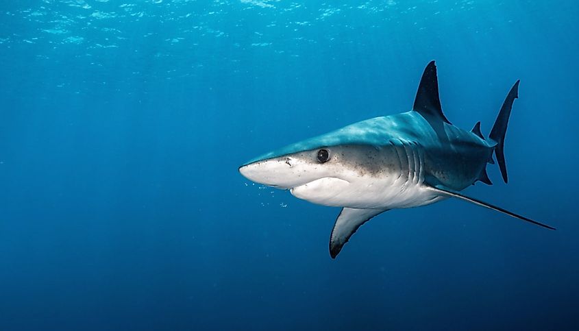 A shortfin mako shark swimming in open blue water