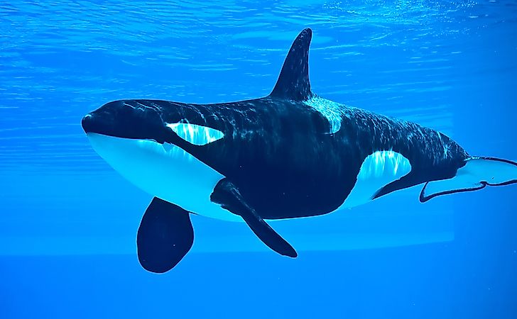 An orca swimming underwater showing its black and white markings