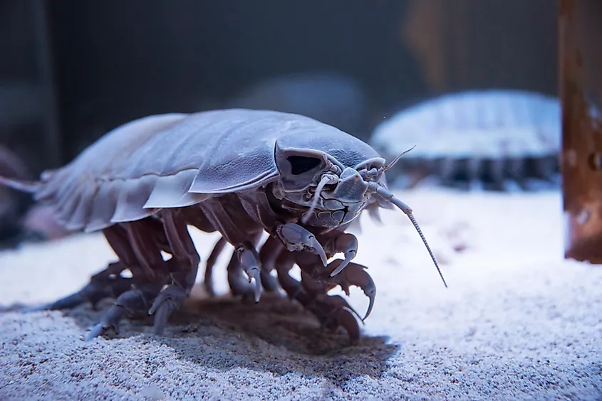 A giant isopod showing its segmented armored plates.