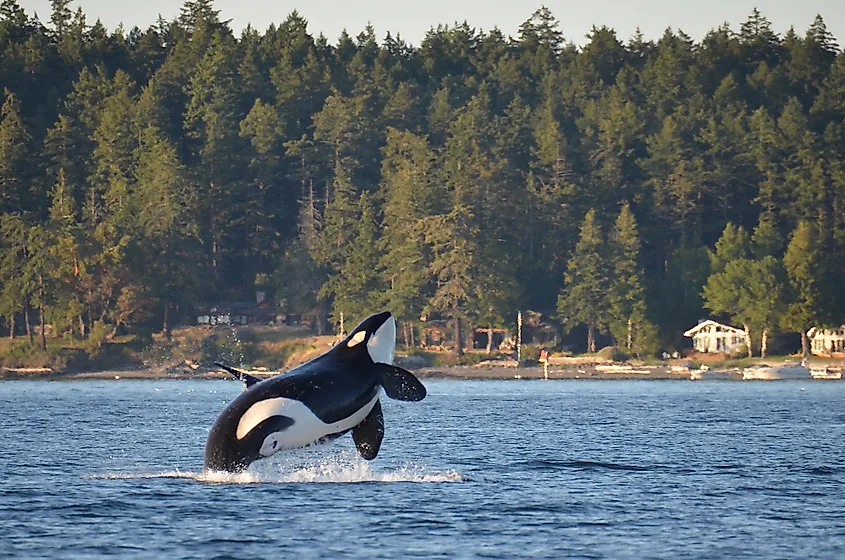A killer whale breaching in Washington State waters