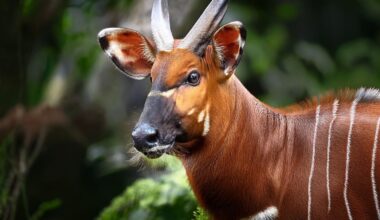 10 Elusive Animals That Finally Showed Up for the Cameras