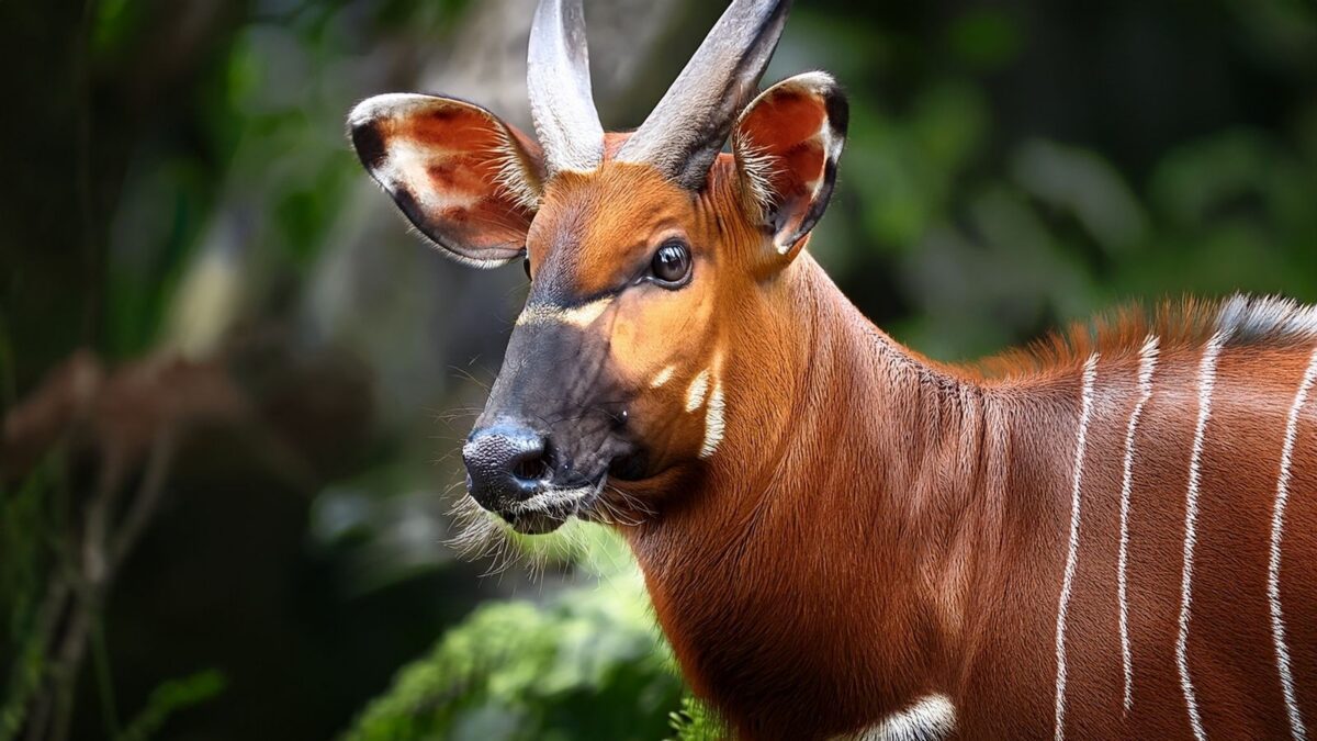 10 Elusive Animals That Finally Showed Up for the Cameras