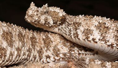Elusive viper traps prey with an unusual lure on its tail tip