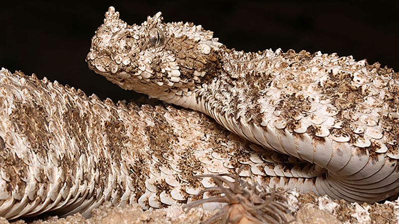 Elusive viper traps prey with an unusual lure on its tail tip