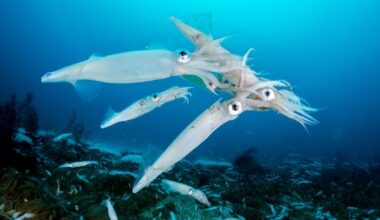 Squid Are Taking Over The Ocean – And Not For The Reason You Might Think : ScienceAlert