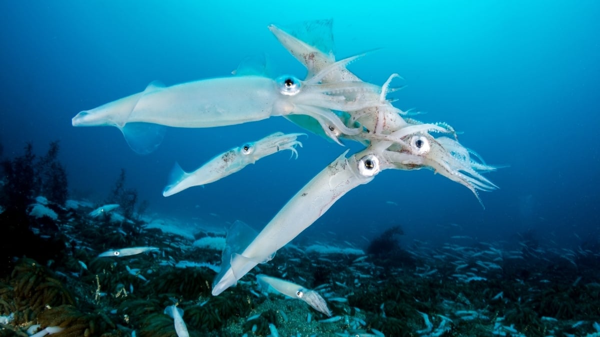 Squid Are Taking Over The Ocean – And Not For The Reason You Might Think : ScienceAlert