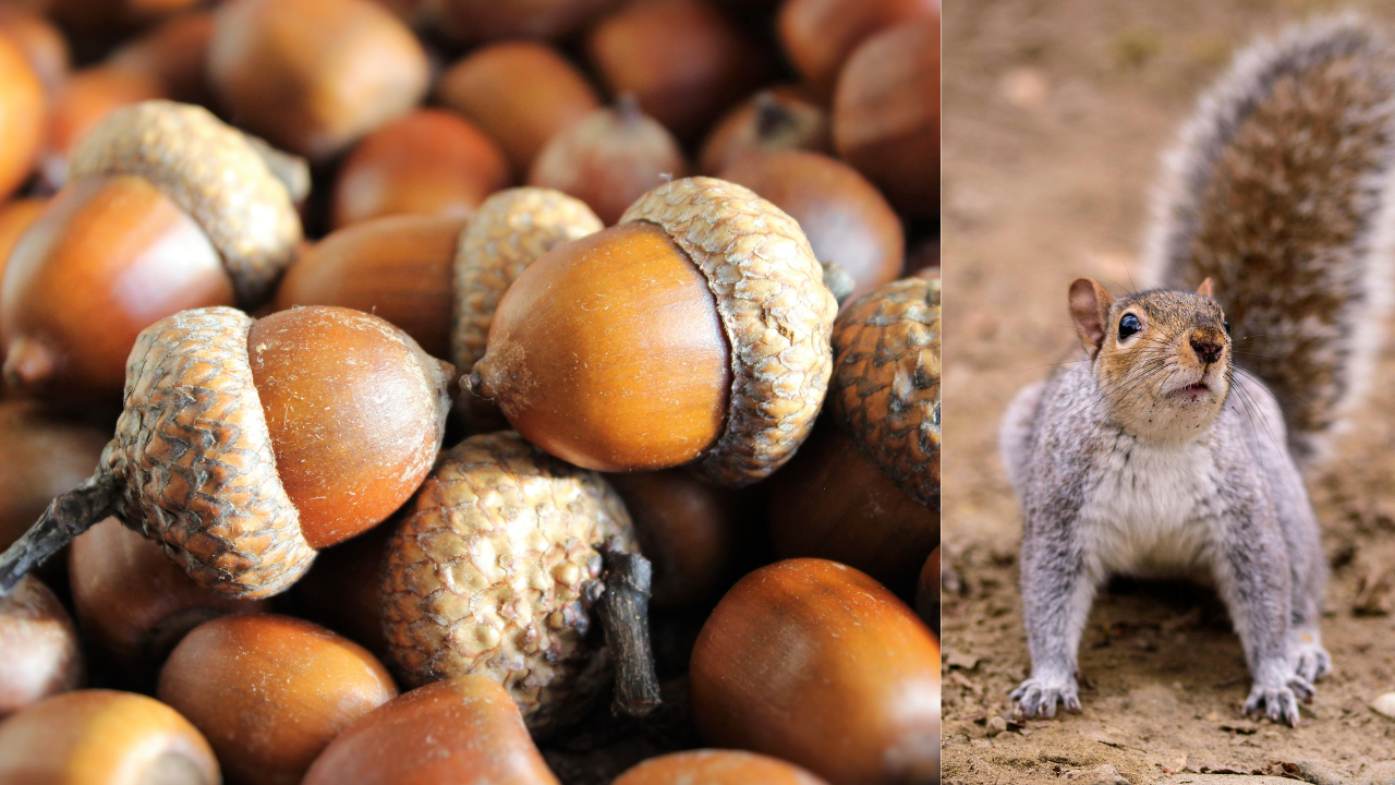 Squirrels collecting nuts from a single source organised burials by species in separate patches of ground (Image: Canva) Squirrels collecting nuts from a single source organised burials by species in separate patches of ground (Image: Canva)
