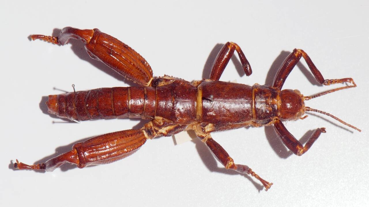 Lord Howe Island stick insect (Dryococelus australis) at Melbourne Museum. Credits - Wikimedia Commons stick insect (Dryococelus australis)<br>