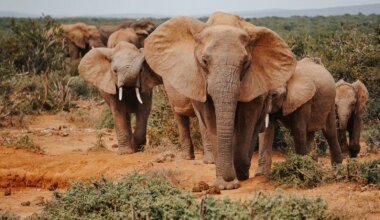Poacher Hunting Animals In Kruger National Park Killed After Encounter With Elephant Herd