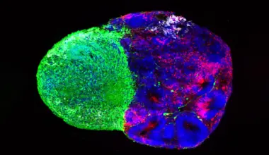 Scientists reveal the hidden instructions that build the human brain