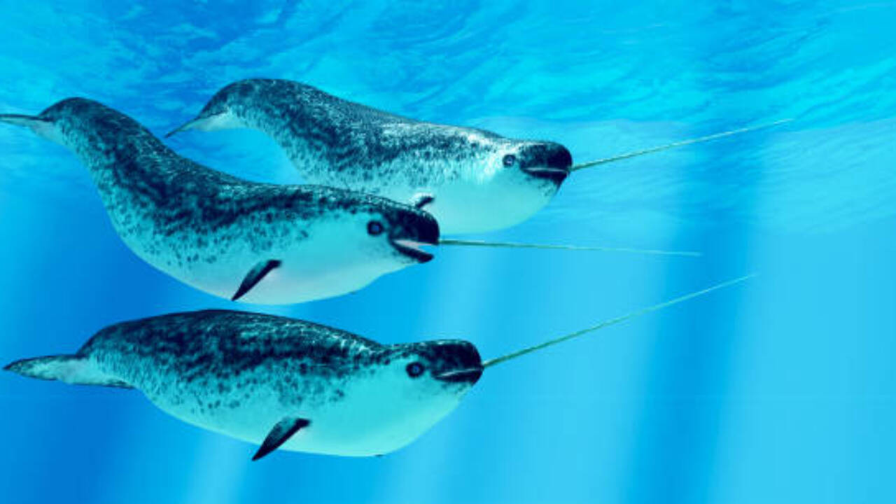 The researchers also found something unexpected inside the tusks: growth layers that resemble tree rings. These layers could give scientists clues about a narwhal’s life and possibly help piece together parts of its history. The researchers also found something unexpected inside the tusks: growth layers that resemble tree rings. These layers could give scientists clues about a narwhal’s life and possibly help piece together parts of its history.