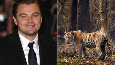 In 2013, Leonardo DiCaprio’s foundation gave $3 million to Nepal’s tiger effort; the country’s count later climbed from 121 animals to 355