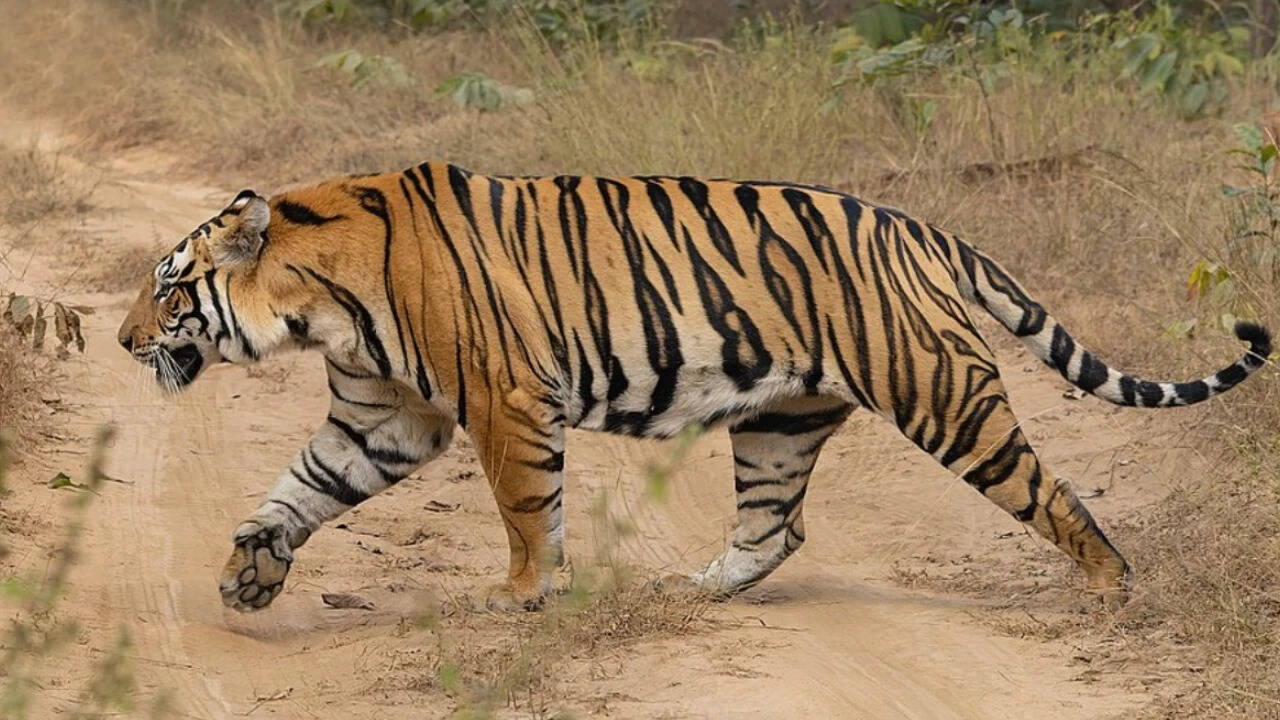 A tiger is seen crossing road. Image credits: Wikimedia Commons tiger