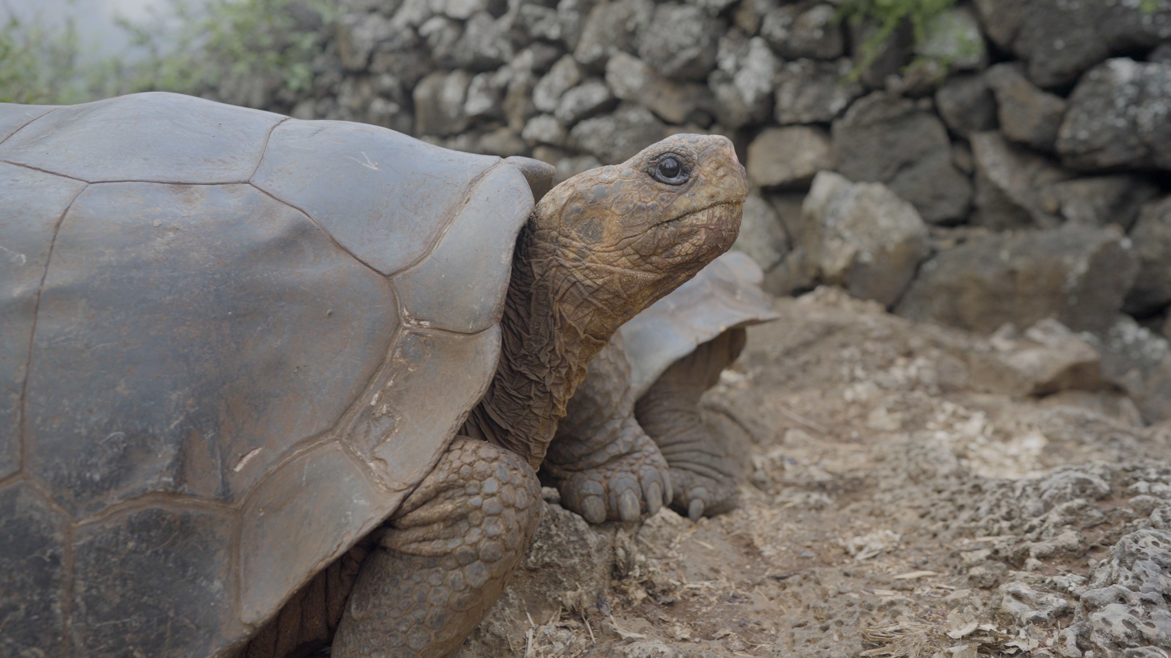 tortoise 1.jpg