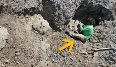 Scientists Find First Adult T. Rex Trackway – And The Footprints Are Human-Sized : ScienceAlert