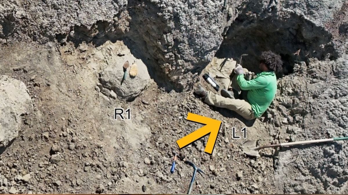 Scientists Find First Adult T. Rex Trackway – And The Footprints Are Human-Sized : ScienceAlert