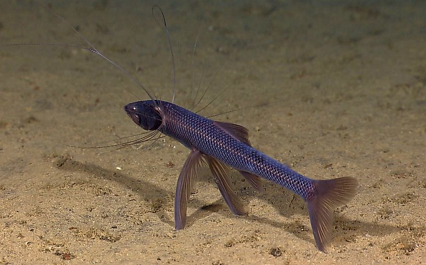A tripod fish observed at Hawaii, off Kealakekua Bay. Credit: NOAA Okeanos Explorer Program, INDEX-SATAL 2010, NOAA/OER, Public domain, via Wikimedia Commons