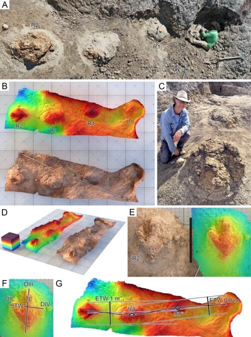 An Unprecedented T. Rex Discovery Shows Us How Fast This Fearsome 'Tyrant' Walked
