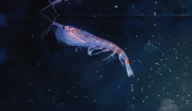 Antarctic krill discovered in deep-sea hydrothermal vents : NPR