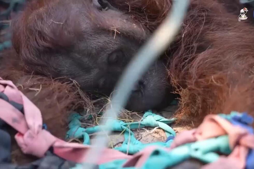 Orangutan rescued in Indonesia forest hit by fire
