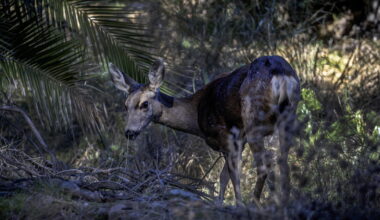 Killing of Catalina Island's mule deer has begun, official confirms