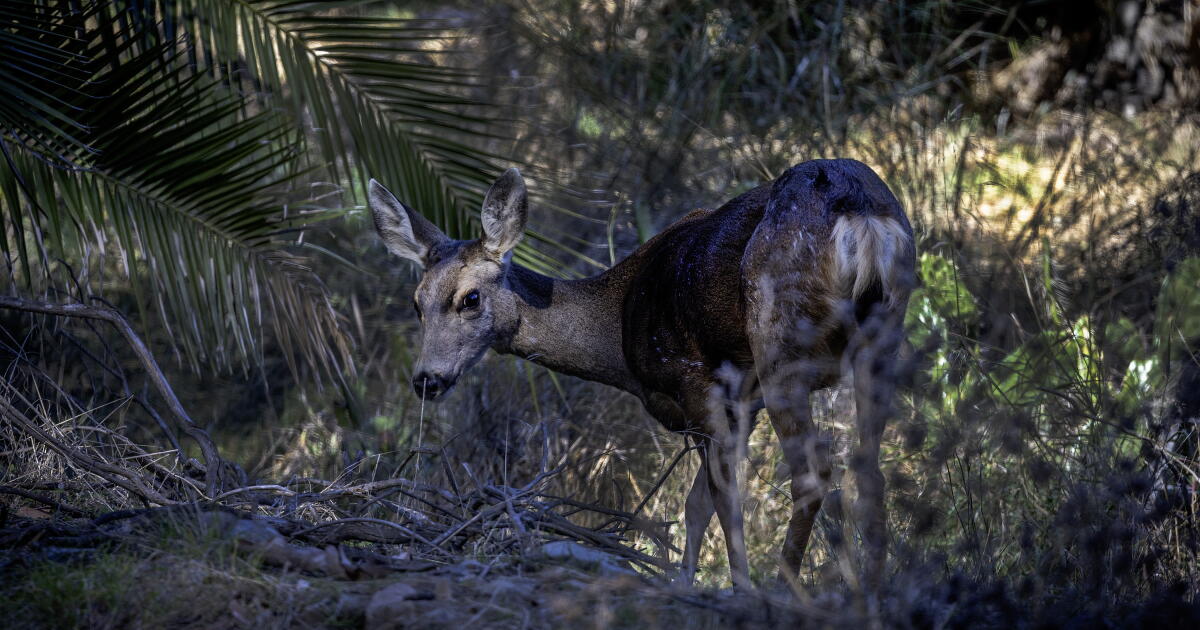 Killing of Catalina Island's mule deer has begun, official confirms