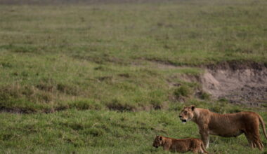 Poisoning suspected in deaths of 10 lions in Tanzania conservation area