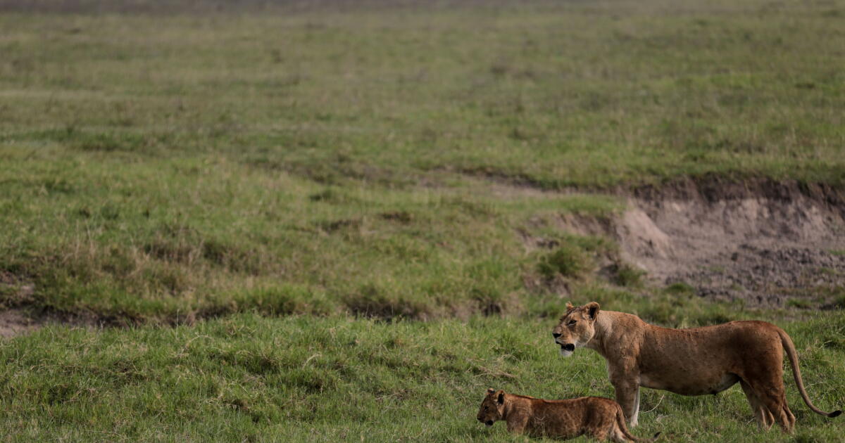 Poisoning suspected in deaths of 10 lions in Tanzania conservation area