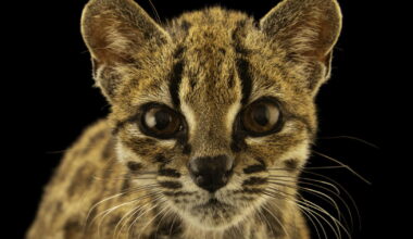 Meet Earth’s newest wild cat species, the first named in over a century