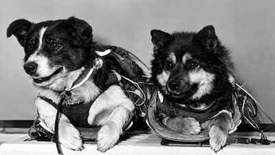 In 1966, Soviet dogs Veterok and Ugolyok survived 21 days aboard Kosmos 110; both returned alive, setting a canine spaceflight record that still stands today