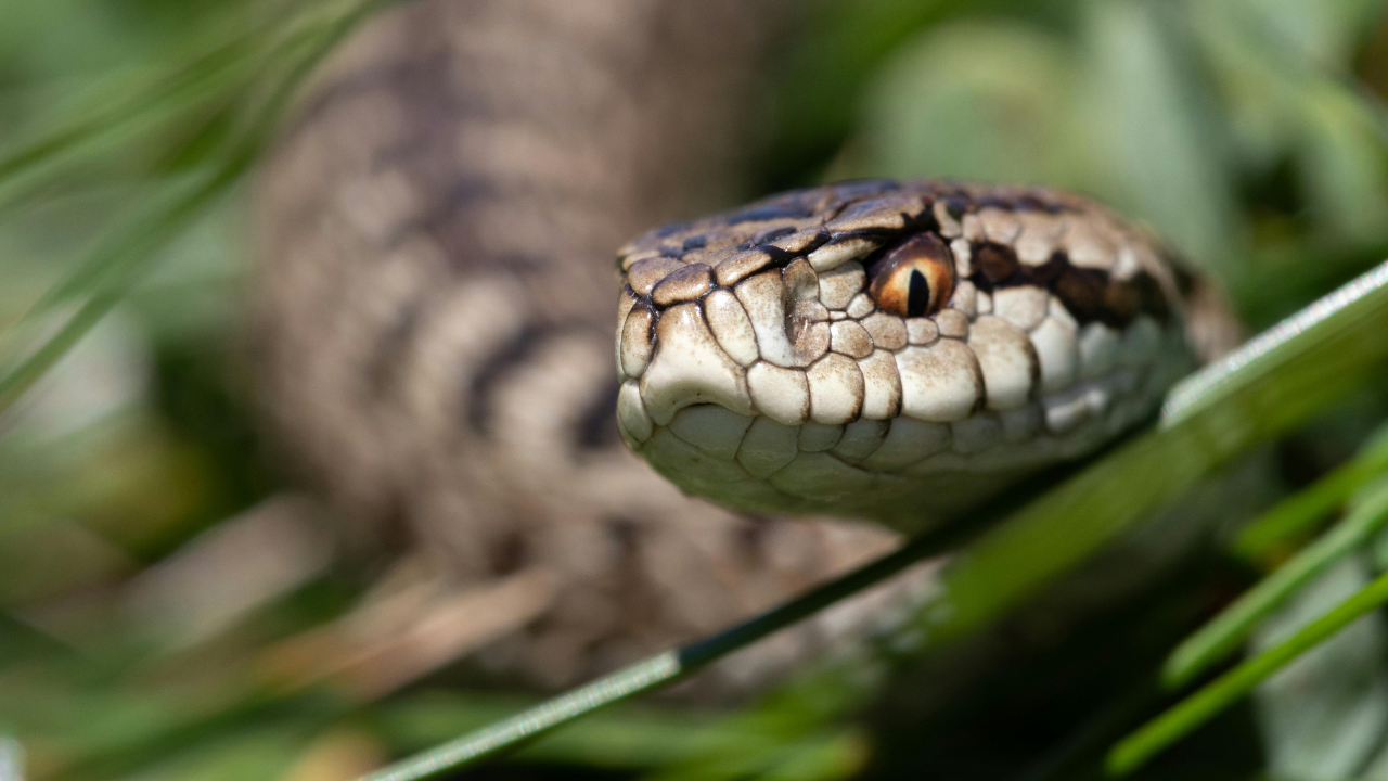 Vipers take an entirely different approach, attacking prey using long, hollow fangs that inject venom from glands located at the back of the upper jaw (Image: Canva) Vipers take an entirely different approach, attacking prey using long, hollow fangs that inject venom from glands located at the back of the upper jaw (Image: Canva)