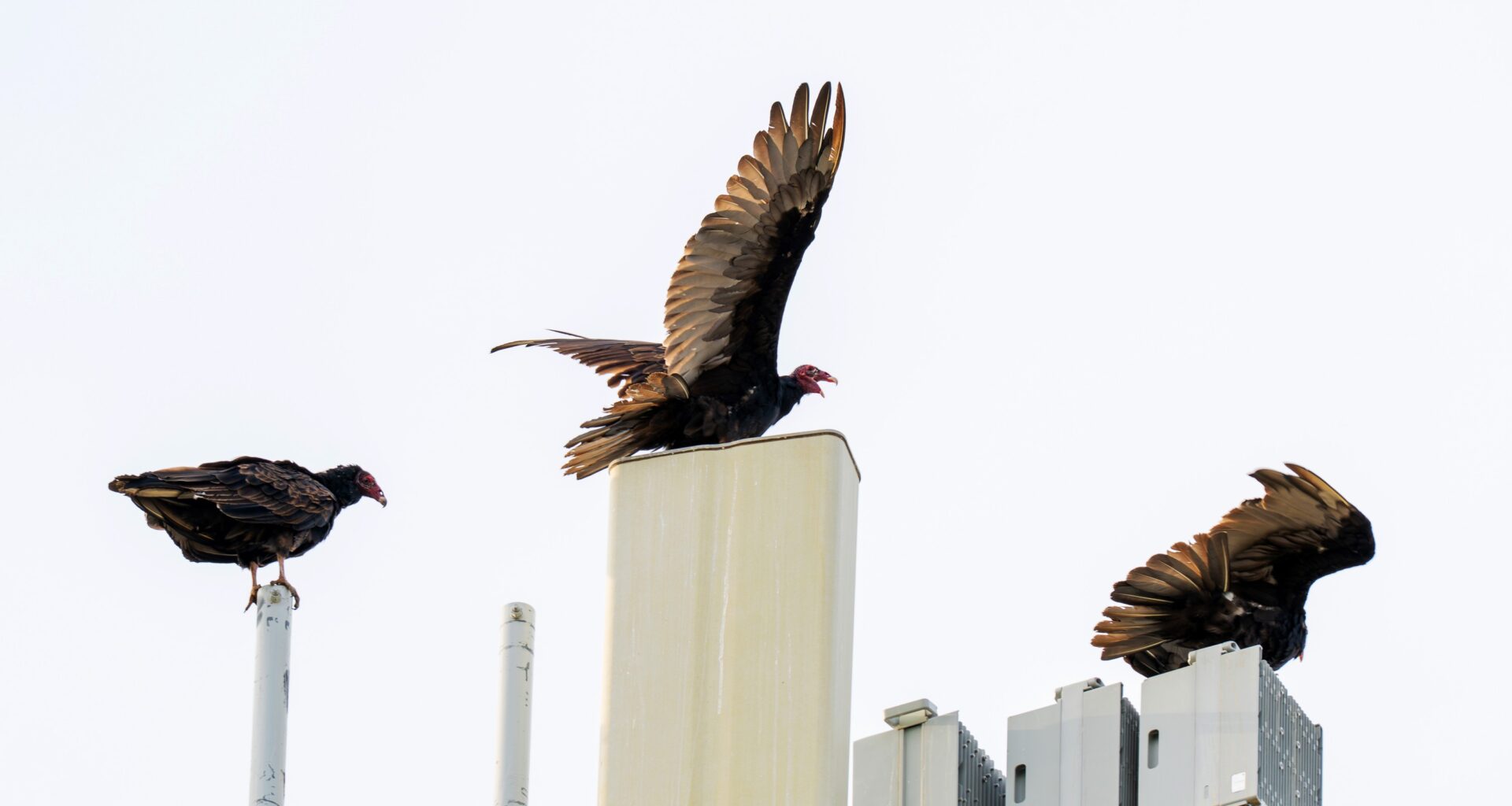 vulture red head-jpg