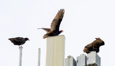 vulture red head-jpg