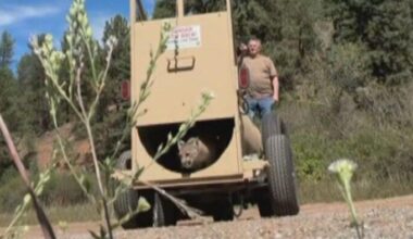 Colorado wildlife officers release mountain lion after capture in Westminster neighborhood