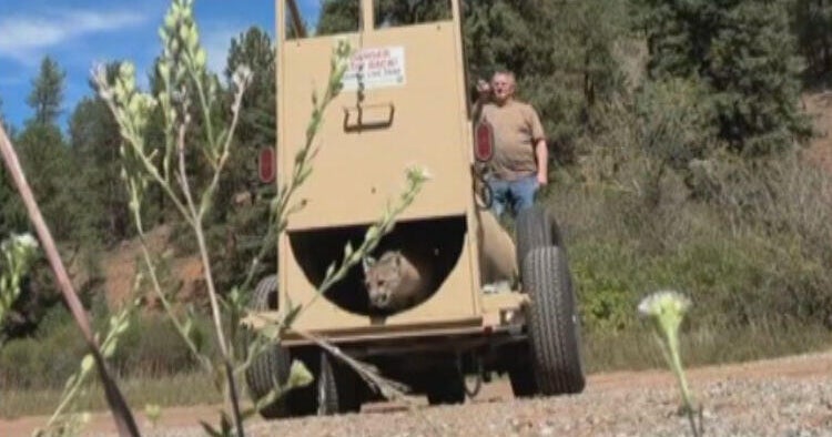 westminster-mtn-lion-released-6vo-transfer-frame-165-1-copy.jpg