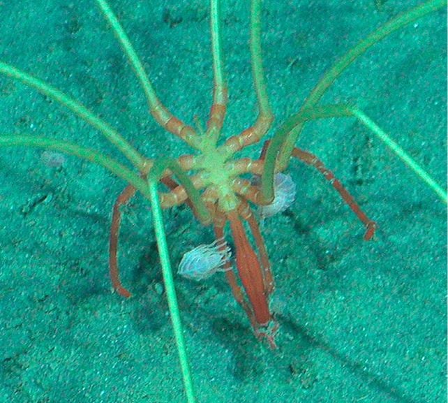 Strange Deep-Sea Creatures Seen Riding Giant Sea Spiders in The Midnight Ocean