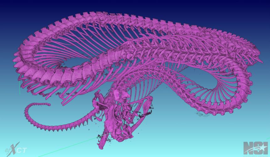 The researchers used MicroCT scanning to see all of the vertebrae within the viper.