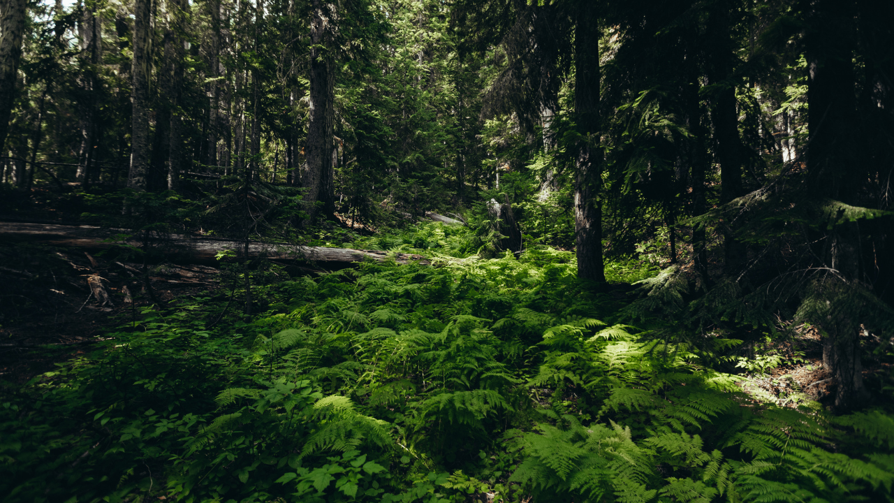Why did these plantations capture carbon faster? (Image: Canva)<br>