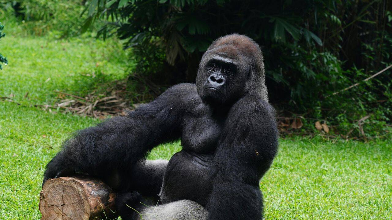 Why gorilla conservation is tied to local livelihoods<br>