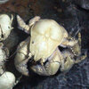 Near Icy Waters, Marine Life Gets By Swimmingly