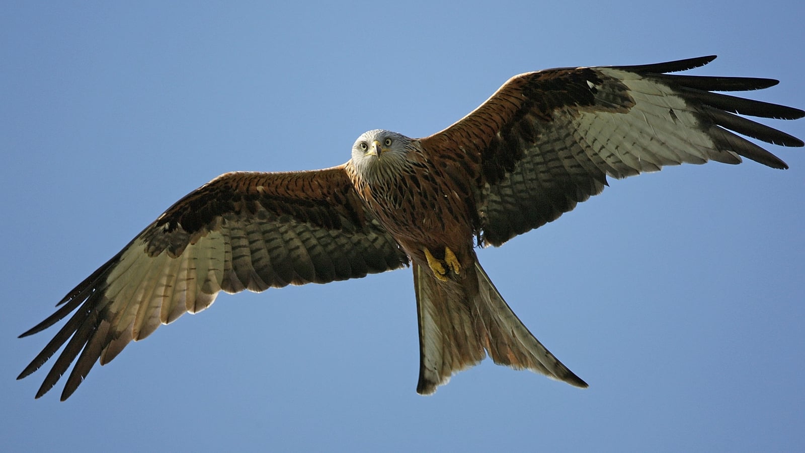 NPWS ask for vigilance after red kite poisoning in Carlow