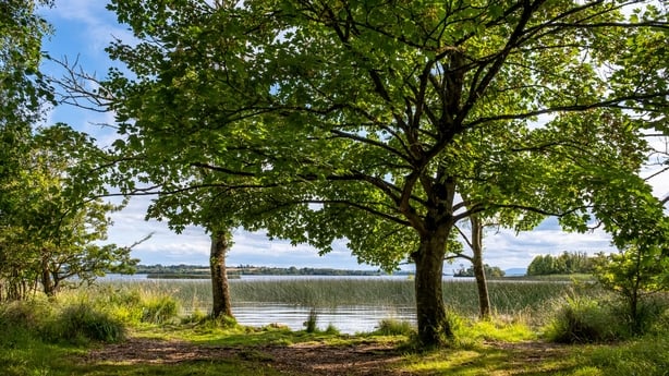 Portumna Forest Park, East Galway, Co Galway