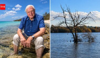 In 2020, David Attenborough helped raise £1 million to save the reserve he opened in 1966; its 220 hectares have recorded 2,500 wildlife species, including 250+ bird species﻿ | World News