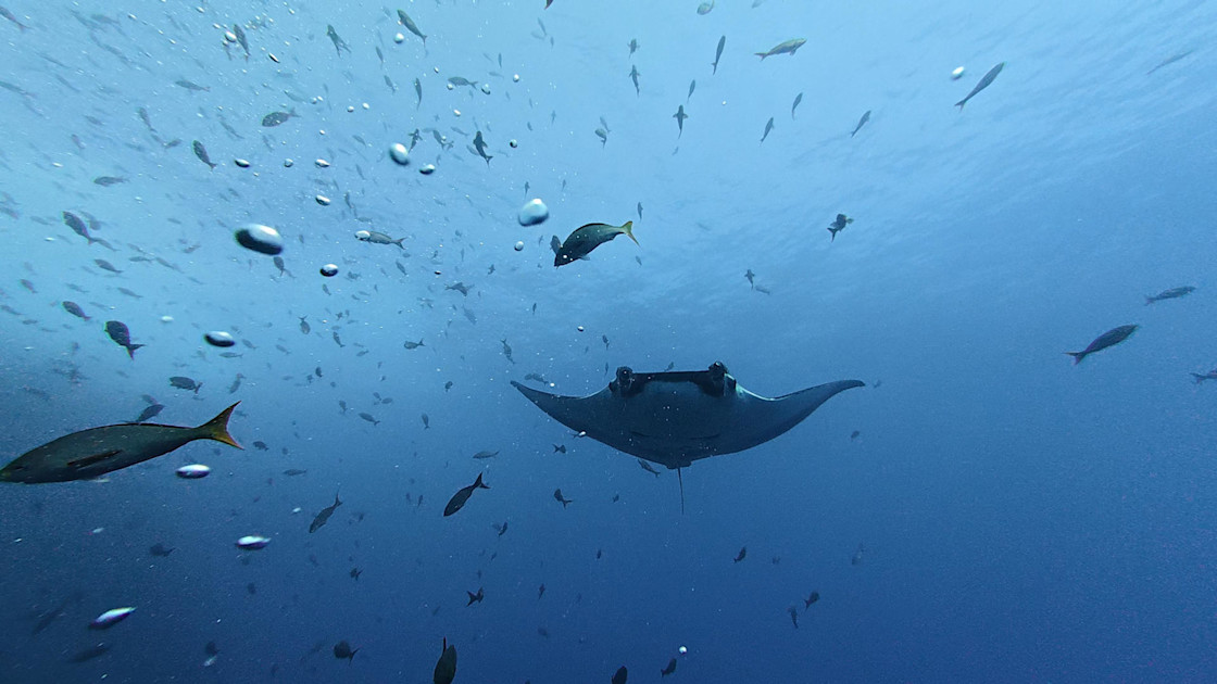 Baby manta rays hunker down close to coasts before facing the open ocean’s dangers