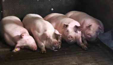 Minister quashes TB concern for pig markets