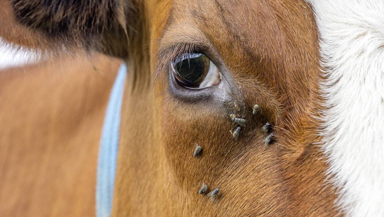 Shamonda virus is spread by midges.