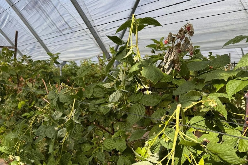 Raspberry plants in a protected plastic tunnel, with many snapped and dangling.